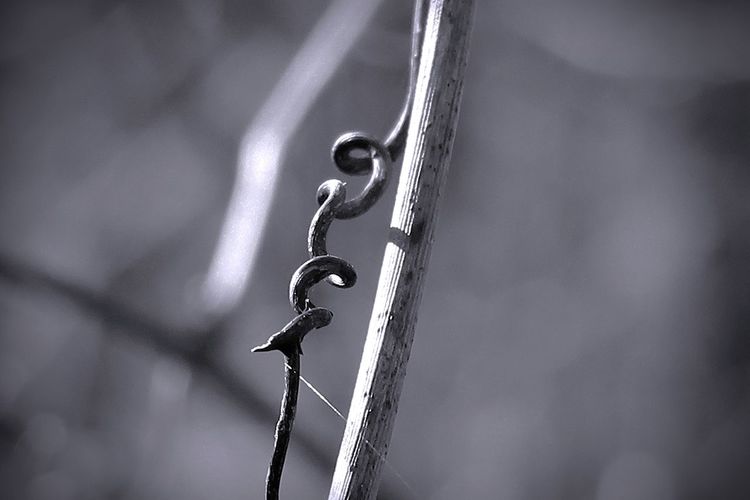 Dry curly vine