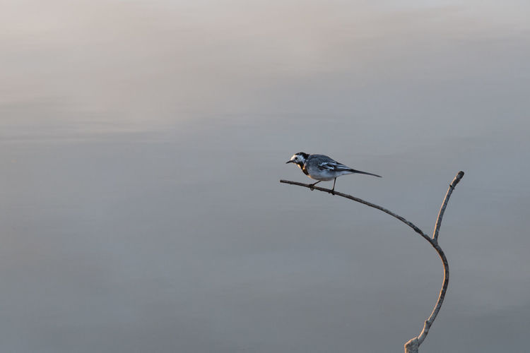 Bird perching on twig against sky
