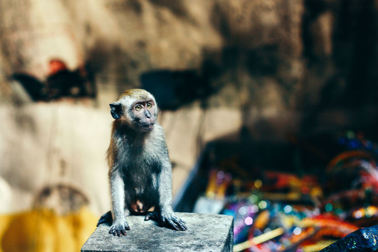 Infant monkey sitting on pillar