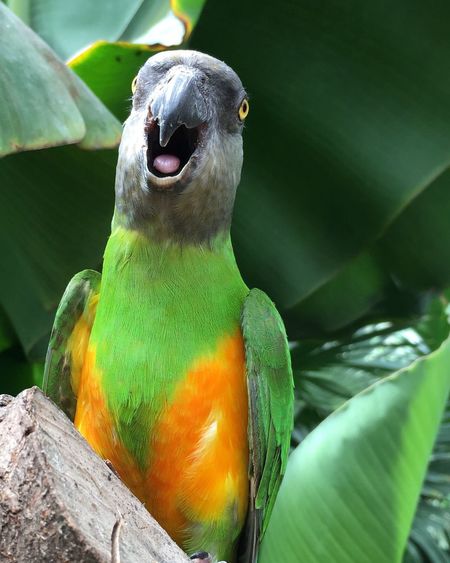 Close-up of senegal parrot