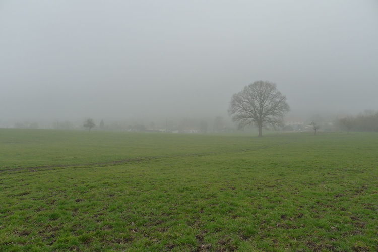 Trees on field in foggy weather