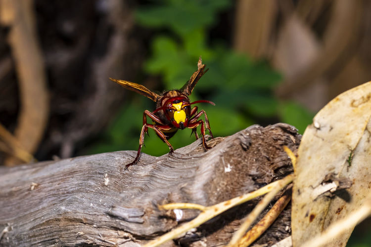 Close-up of a huge hornet on a tree trunk
