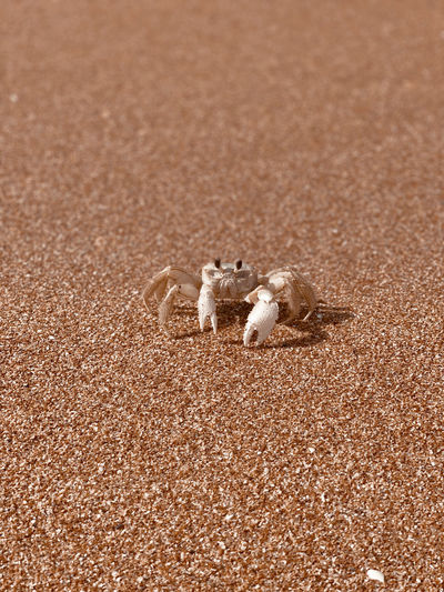 View of a crab at the beach 