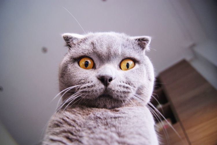 Close-up portrait of cat