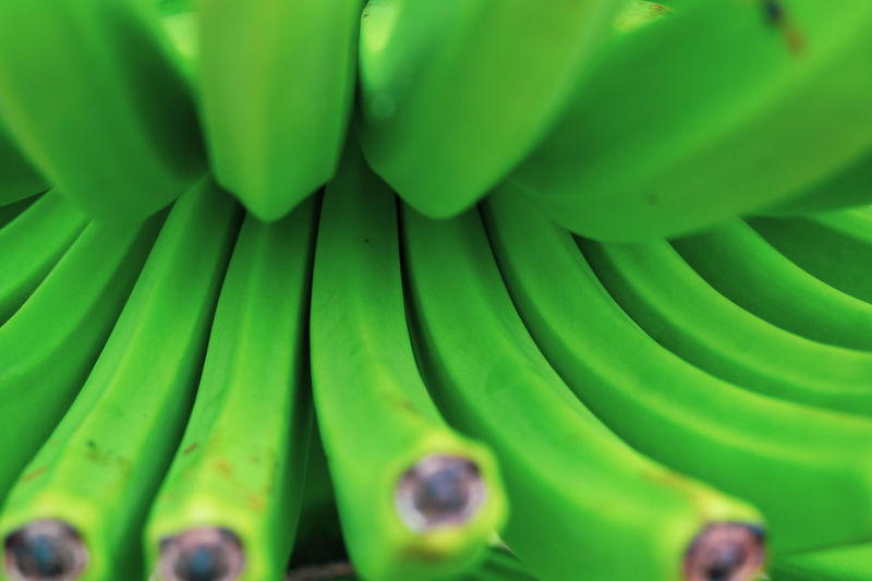 Banana plants in la palma canary islands