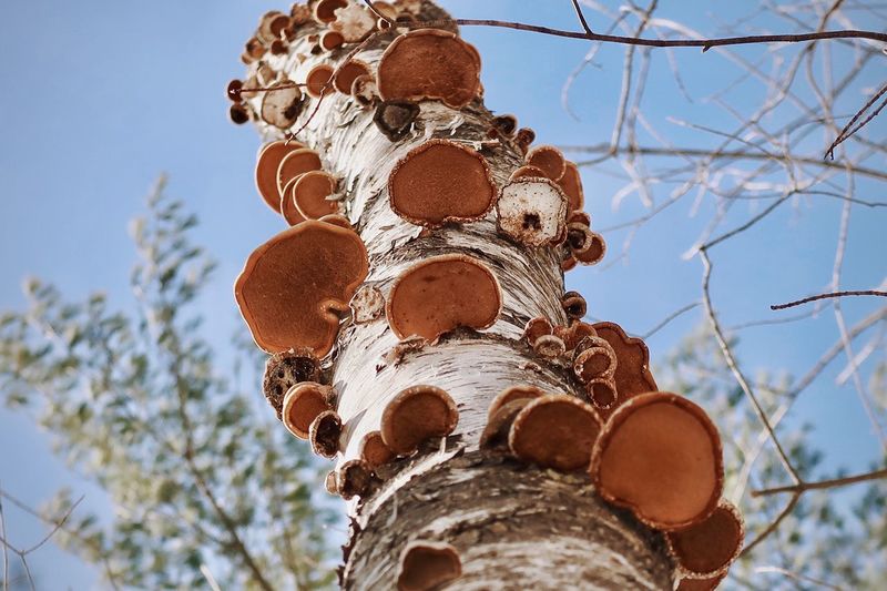 Mushrooms on a birch tree