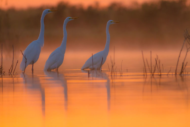Close-up of birds in pond at sunset