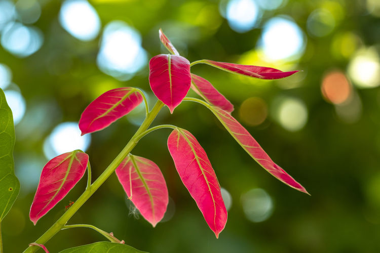 Close-up of red leaves