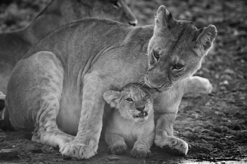 Mono lioness nuzzling cub at water hole