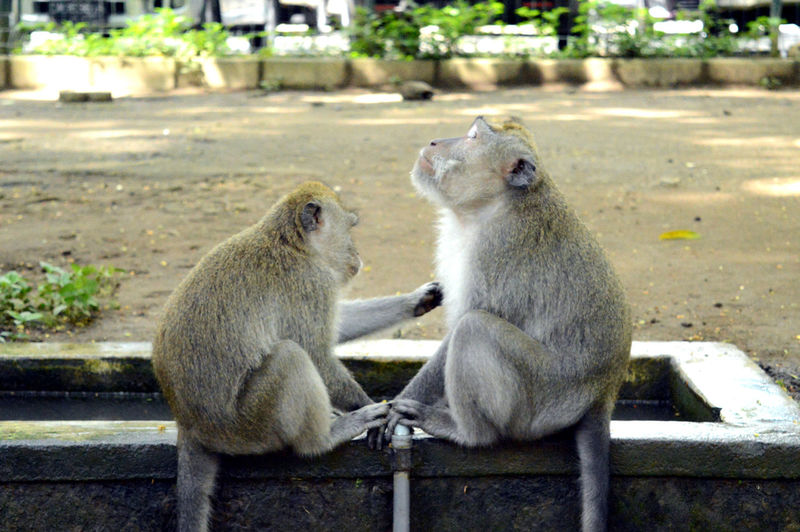 Close-up of two monkeys against blurred background