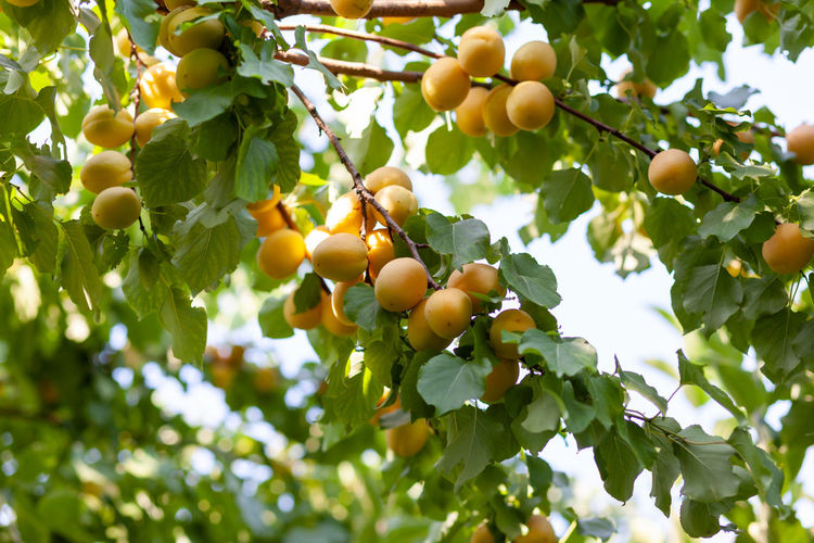 fruit