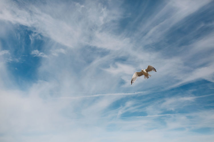 Low angle view of seagull flying against sky