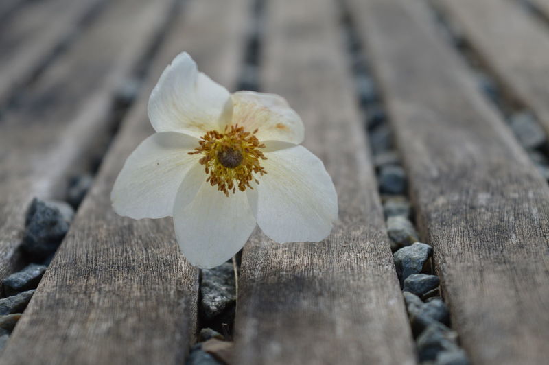 Close-up of white flower amidst wooden planks