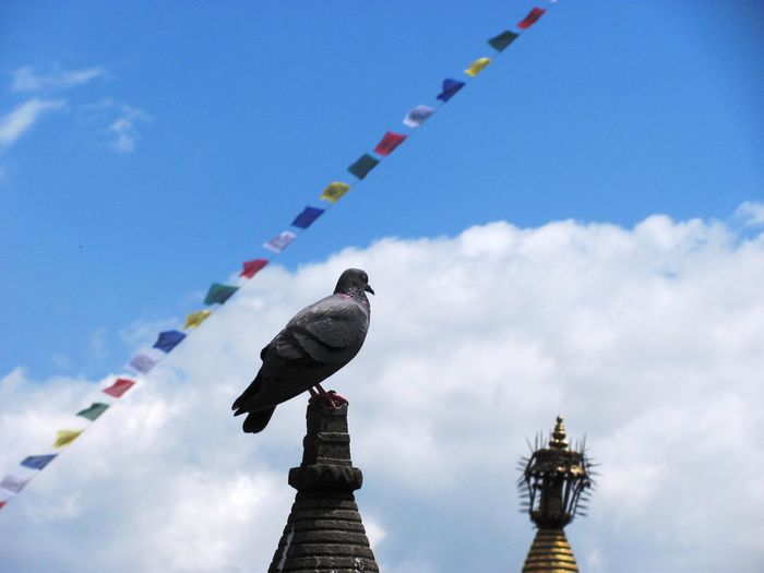 Low angle view of birds perching on cable against sky