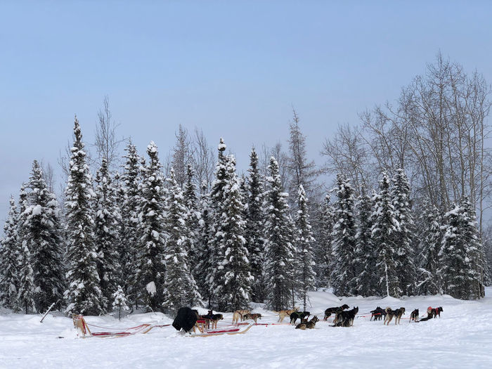Panoramic view of dogs on snow covered land against sky
