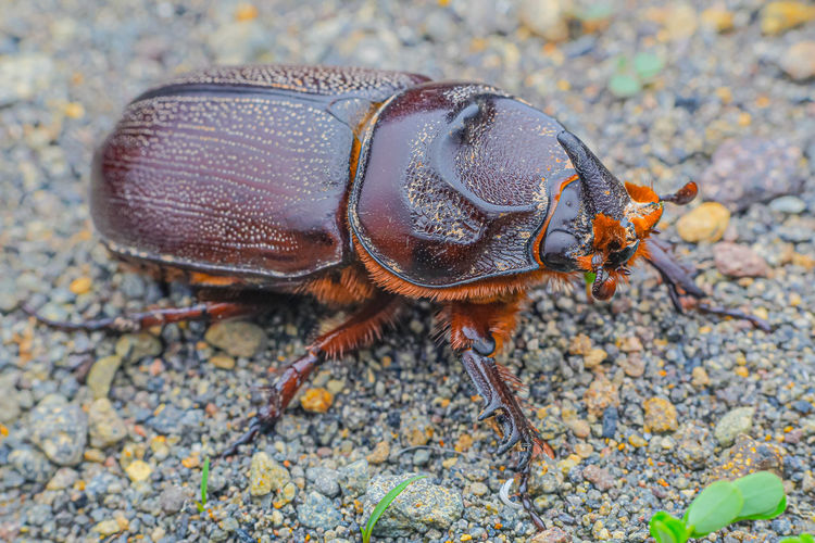 A beetle on land