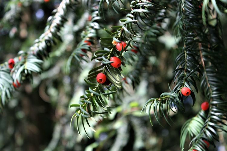 Close-up of christmas tree branch