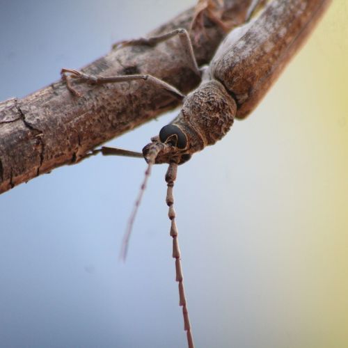 Close-up of lizard on branch against sky