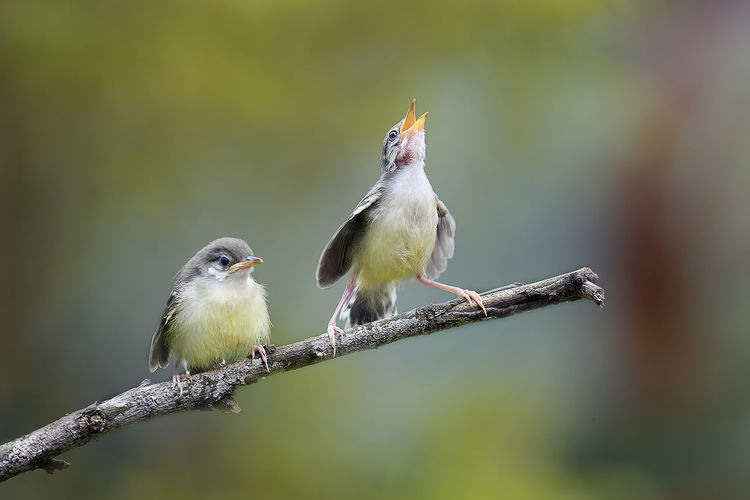 Small bird prinia singing contest