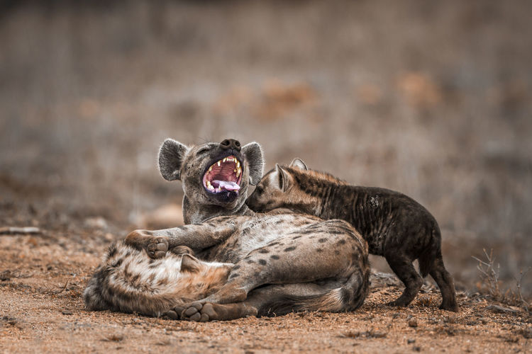 Close-up of hyenas on land