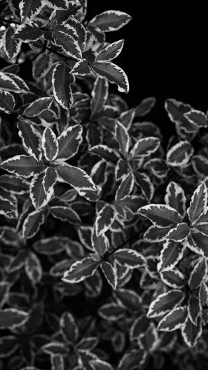Close-up of leaves on plant against black background