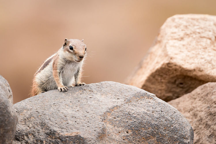 Ground squirrel standing on a rock