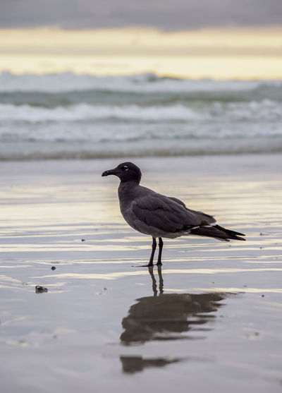 Bird perching on a beach