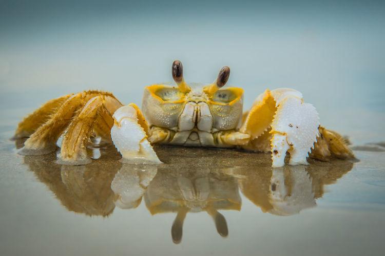 Close-up of yellow crab over water against white background