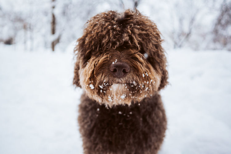 Portrait of dog on snow covered field during winter