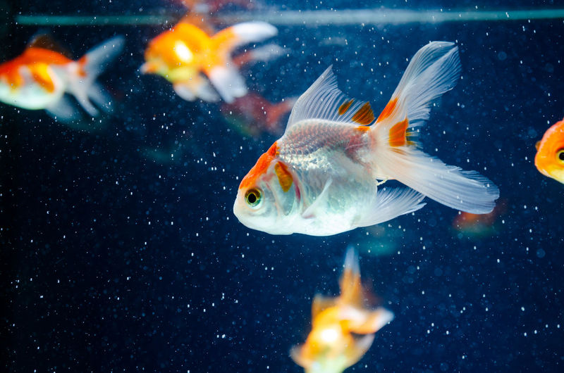 Close-up of fish swimming in fish tank