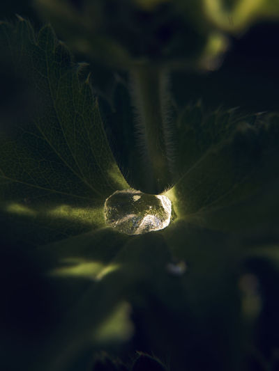 Close-up of leaf
