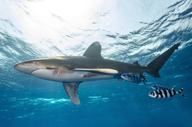 Oceanic white tip shark at elphinstone red sea egypt underwater photography