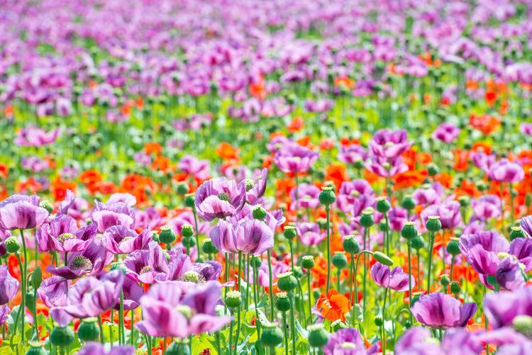 Close-up of colorful tulips in field
