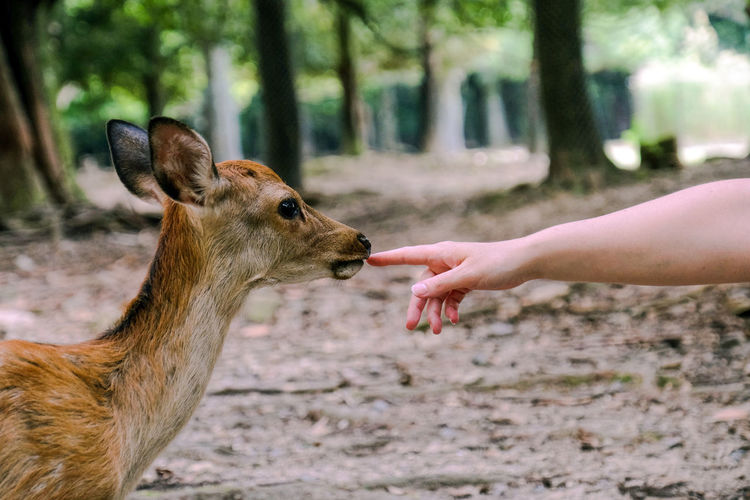 Baby deer touching hand. nara park, japan.