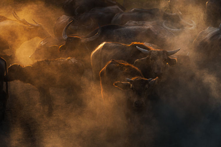 High angle view of buffaloes