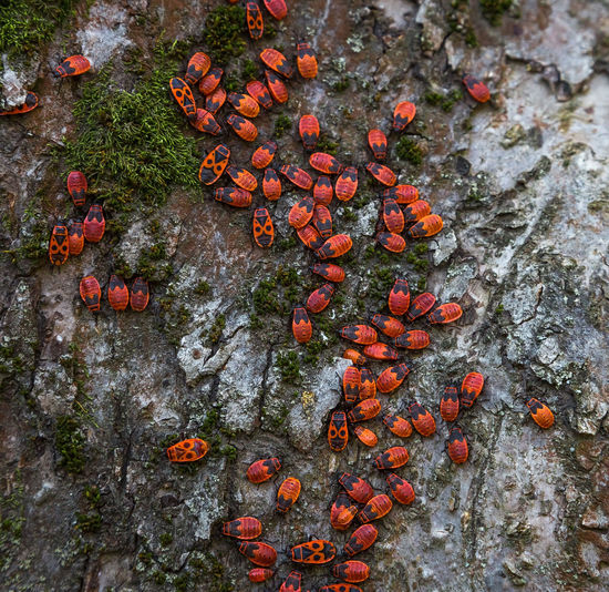 High angle view of orange berries on rock