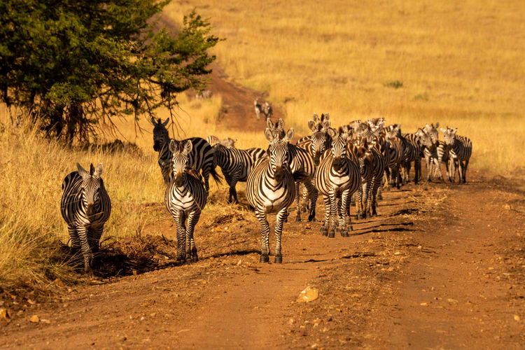 Plains zebras walk towards camera on track
