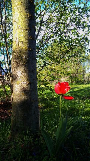 Close-up of red flower growing on tree trunk in field