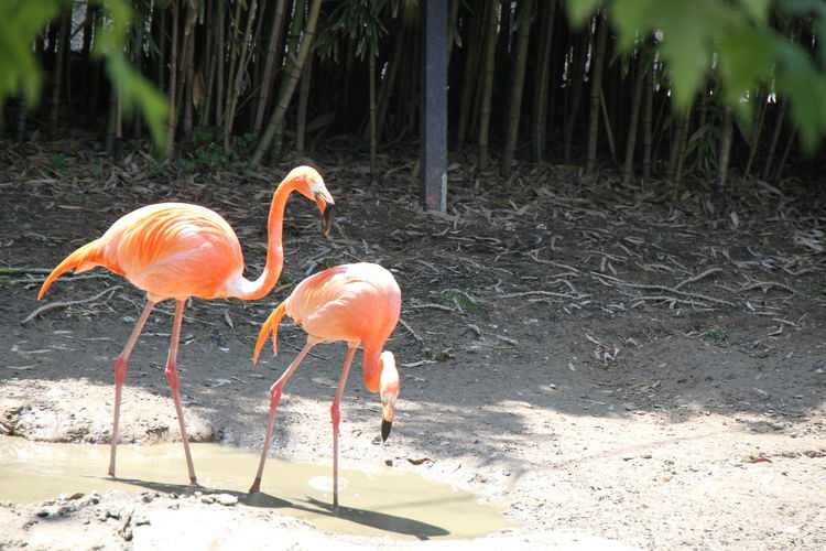 Flamingoes in pond at zoo