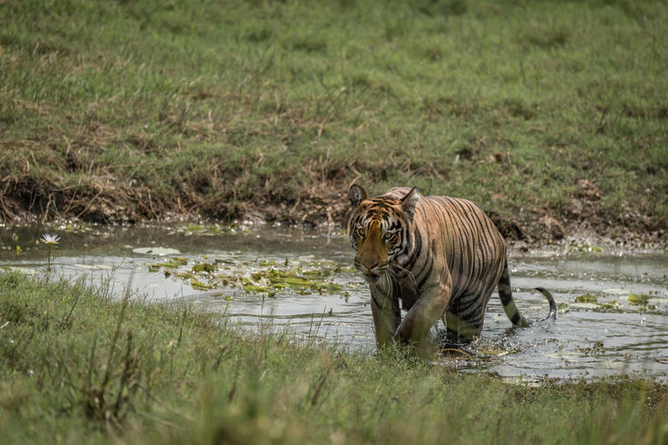 Tiger walking in the wild