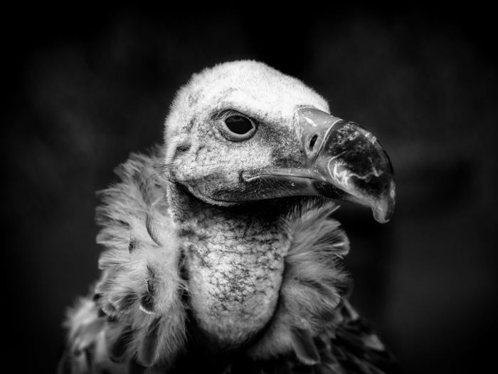 Close-up of taxidermy vulture