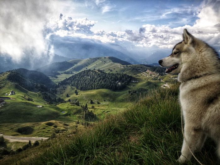 View of a dog on landscape