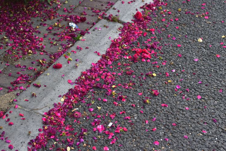 High angle view of pink petals on street