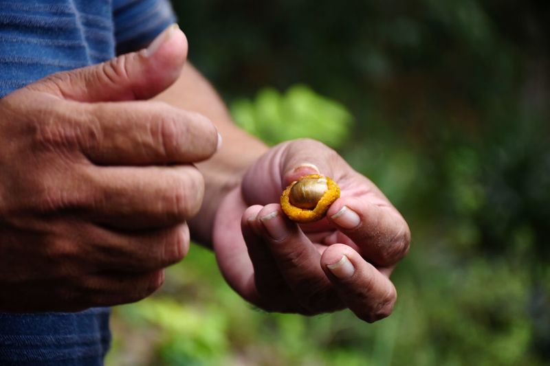 Close-up of man holding shell