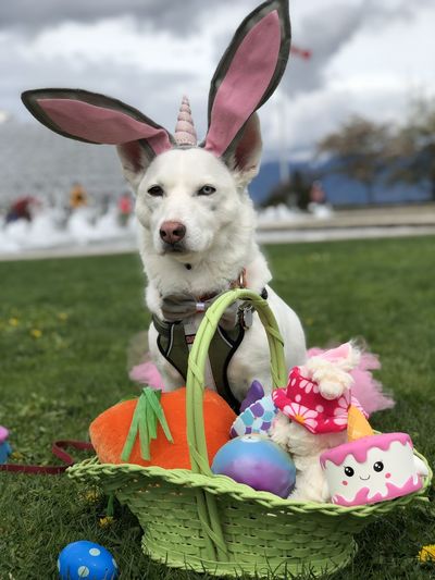 Dog with unicorn hat sitting near basket full of gifts at park