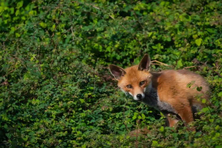 Red fox in foliage