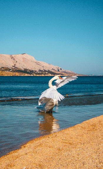 Viev of a swan on beach against clear blue sky