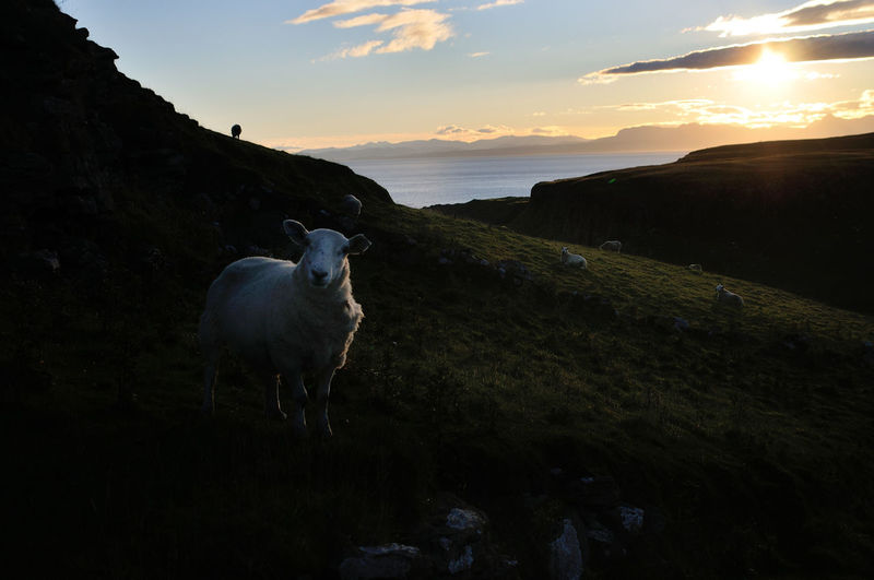 Sheep on shore by sea against sky during sunset