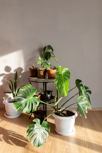 Potted plant on table against wall