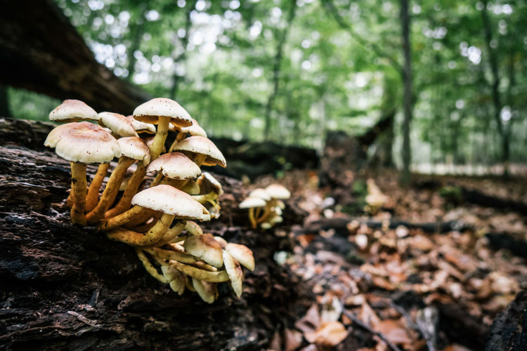 Close-up of mushrooms growing on field